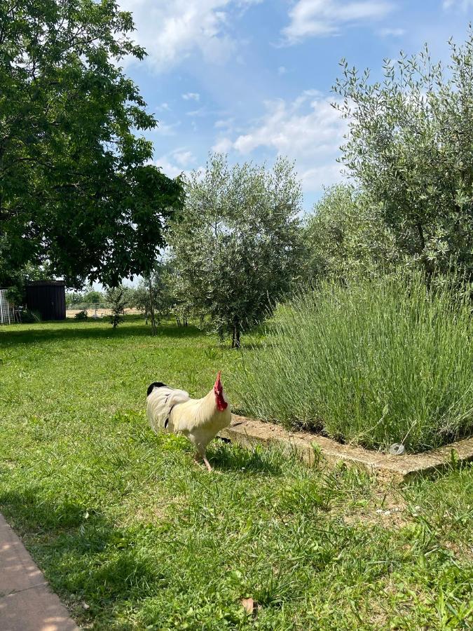 Agriturismo Monteroseo Bedizzole Exterior photo